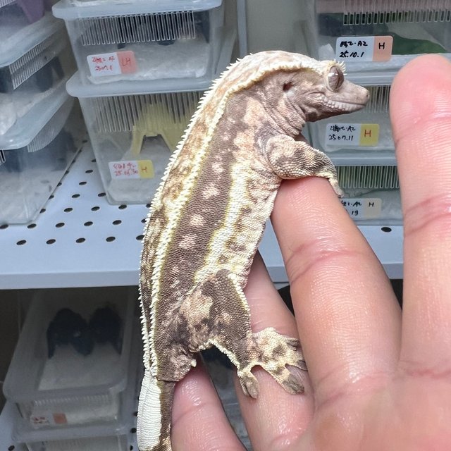 노멀 슈퍼스트라이프 풀핀