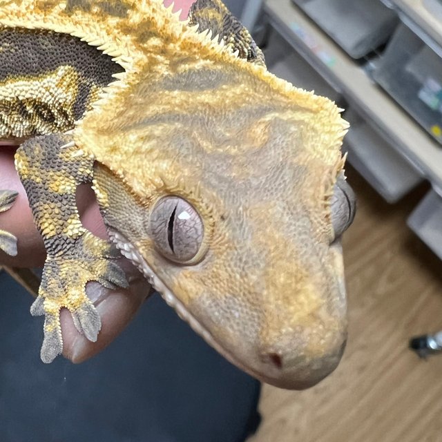 노멀 슈퍼스트라이프 풀핀