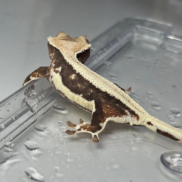 릴리100%헷아잔틱