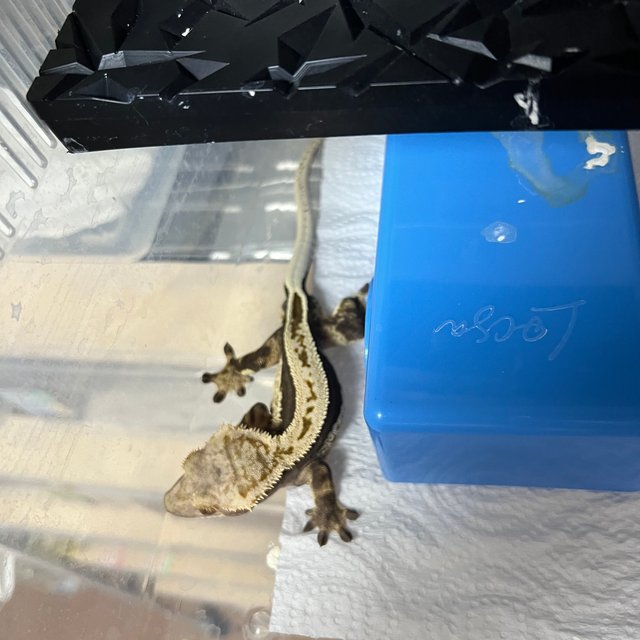 100%헷아잔틱 풀핀