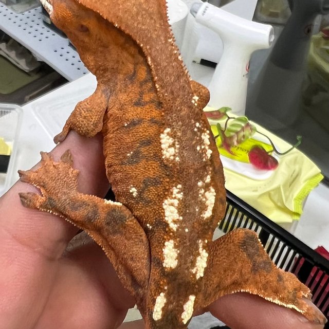 세이블 100%헷아잔틱