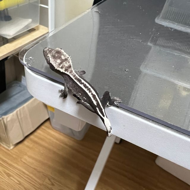 아잔틱