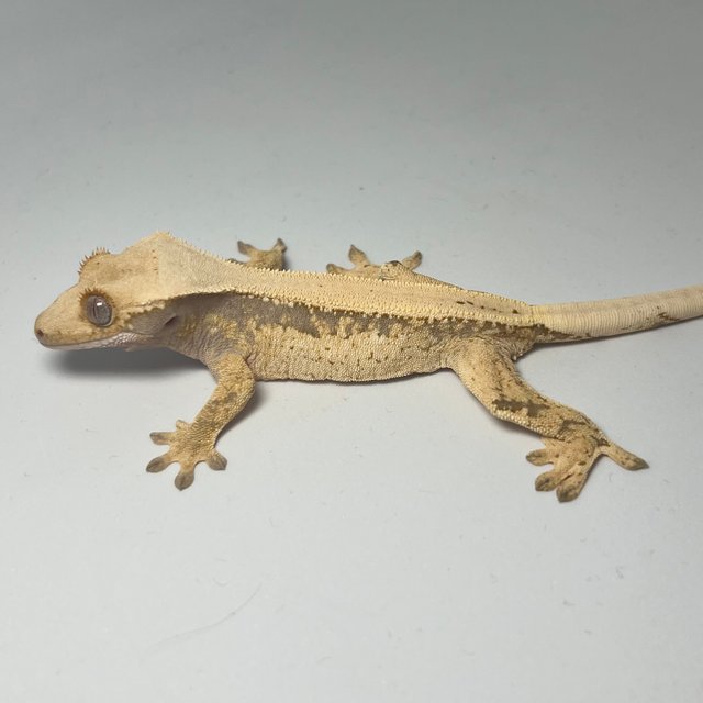 노멀 드리피 풀핀