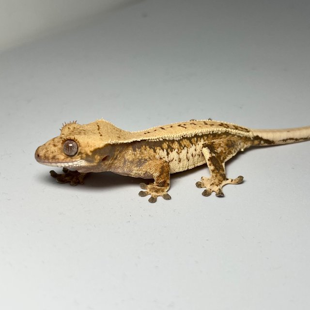 노멀 트라이 드리피 풀핀