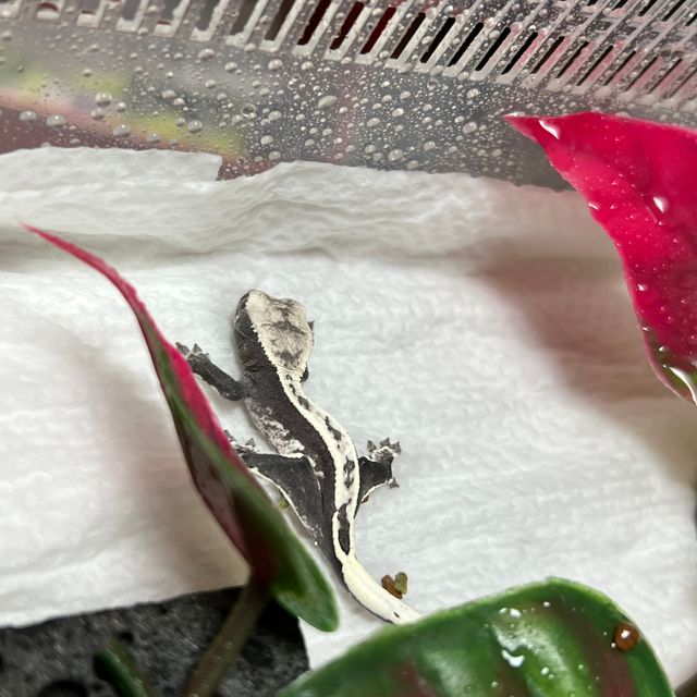 아잔틱