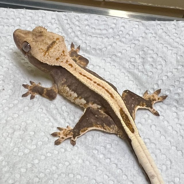 100%헷아잔틱 슈퍼스트라이프 풀핀