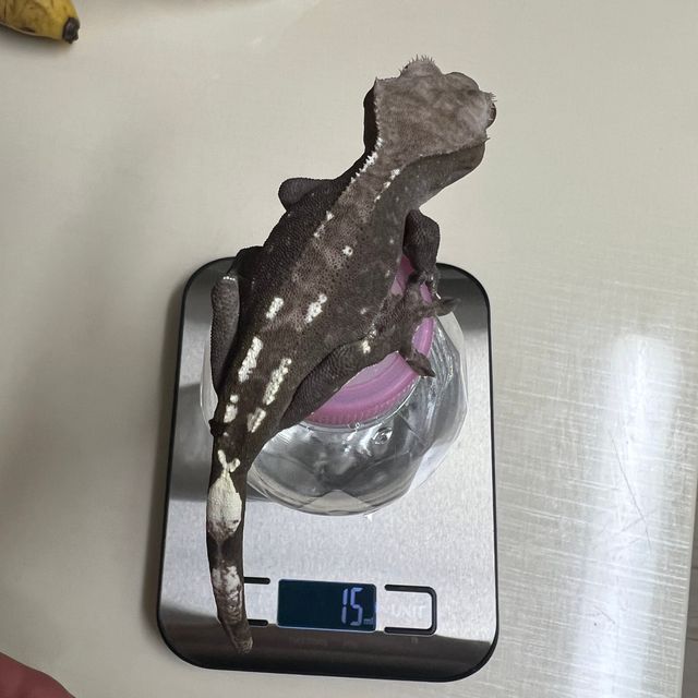 아잔틱