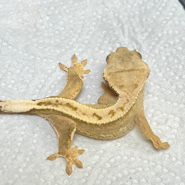 100%헷아잔틱 풀핀