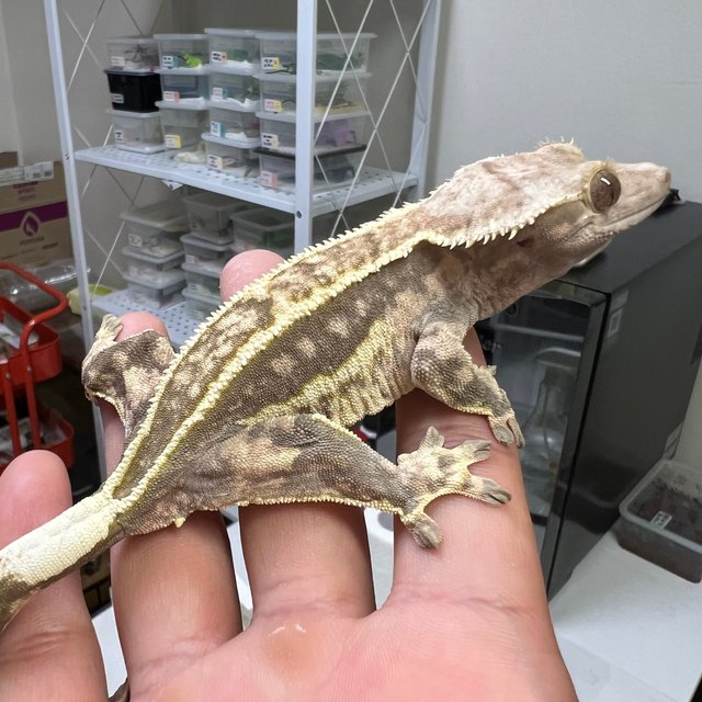 노멀 쿼드 풀핀 슈퍼스트라이프