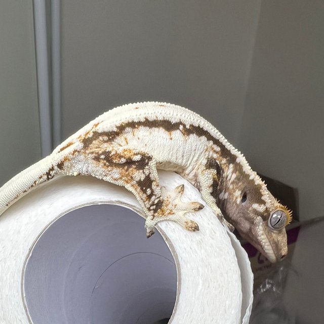 노멀 드리피 화이트