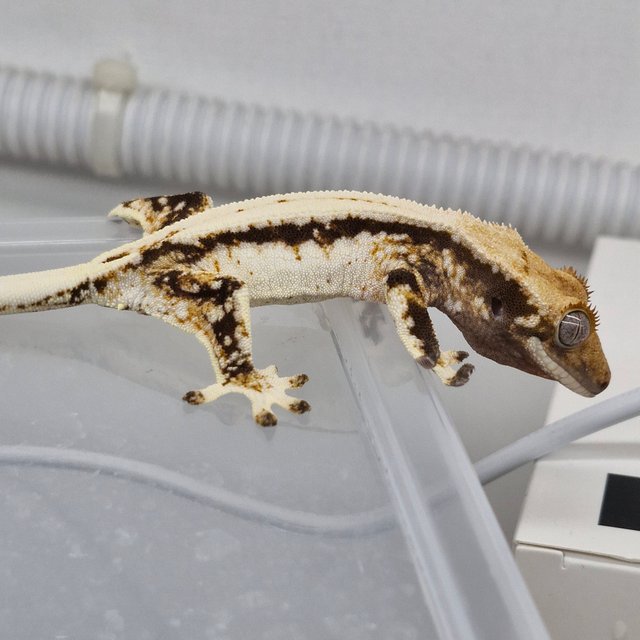 노멀 드리피 화이트