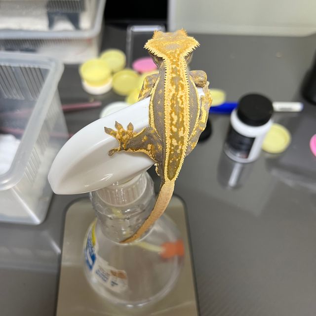 노멀 쿼드 풀핀 엠티백