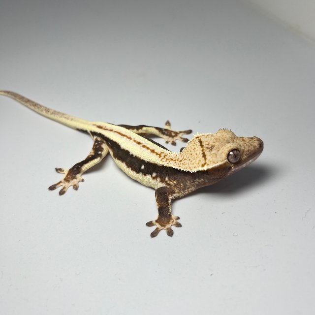 릴리100%헷아잔틱