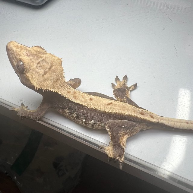 100%헷아잔틱 풀핀