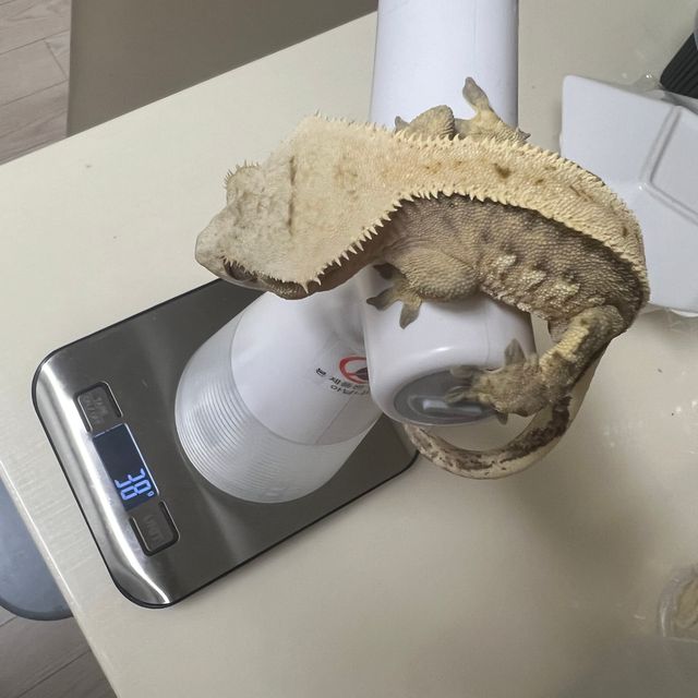 100%헷아잔틱