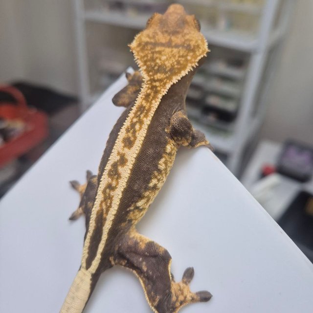 100%헷아잔틱 슈퍼스트라이프