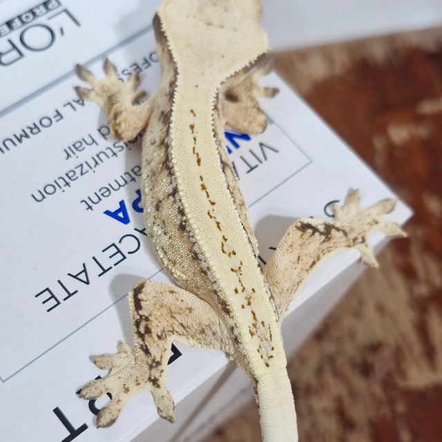 노멀 드리피 화이트스팟 풀핀