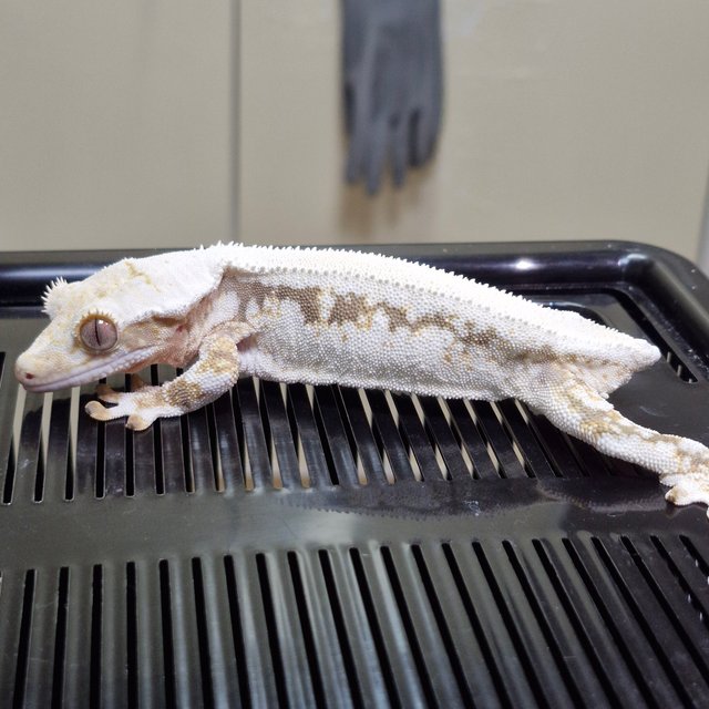 릴리화이트 솔리드백