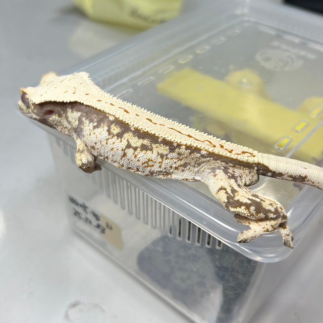 노멀 드리피 풀핀