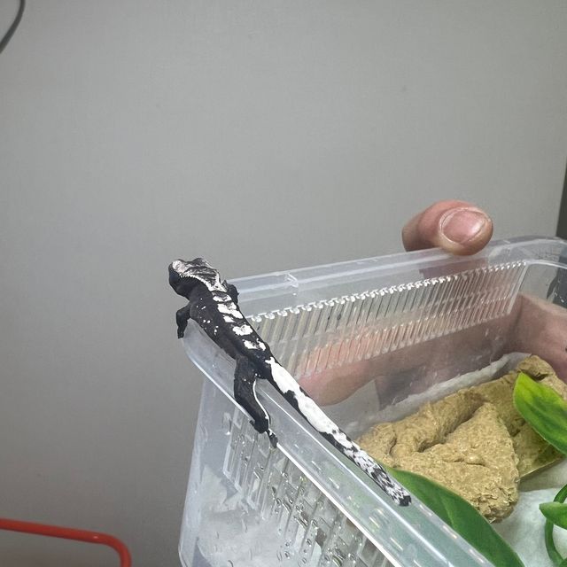 아잔틱