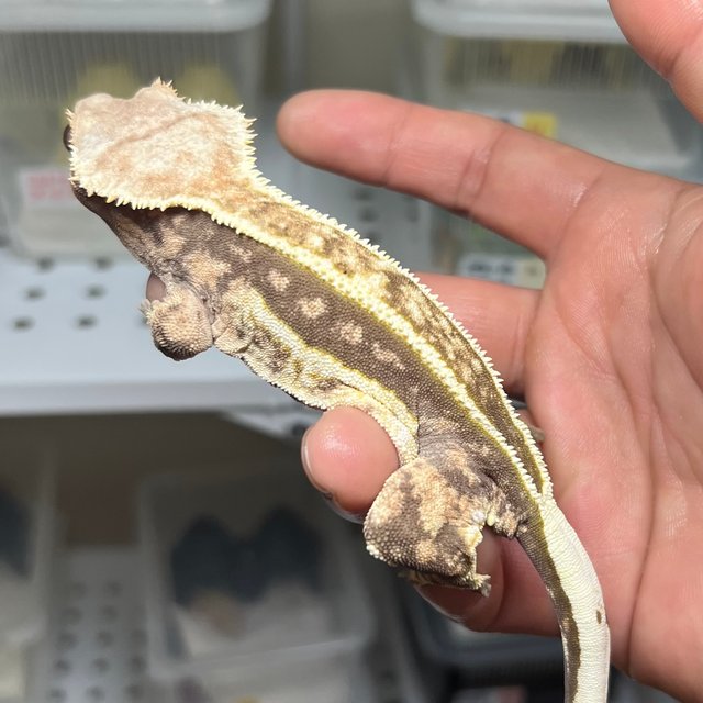 노멀 슈퍼스트라이프 풀핀