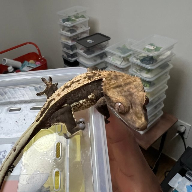 100%헷아잔틱 풀핀