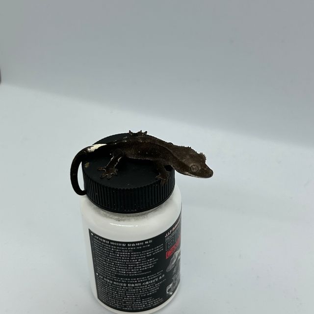 아잔틱
