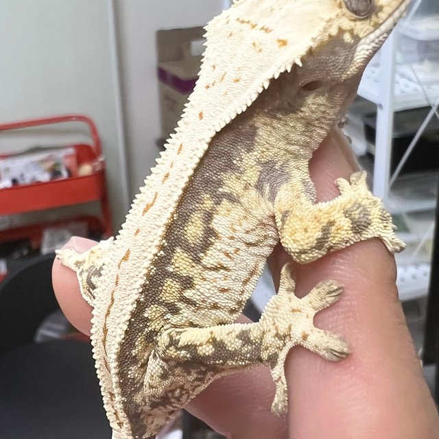 노멀 드리피 풀핀 트라이