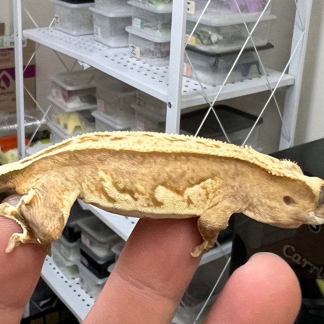 100%헷아잔틱 풀핀