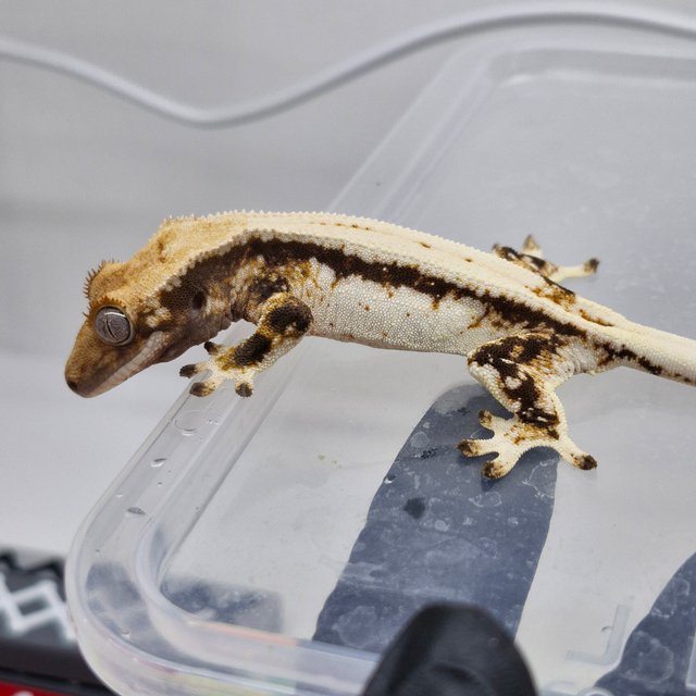 노멀 드리피 화이트