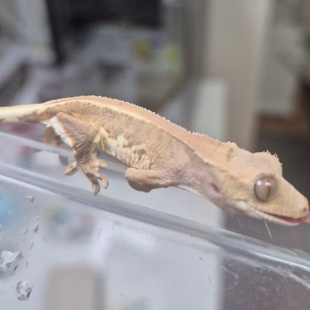 릴리100%헷아잔틱