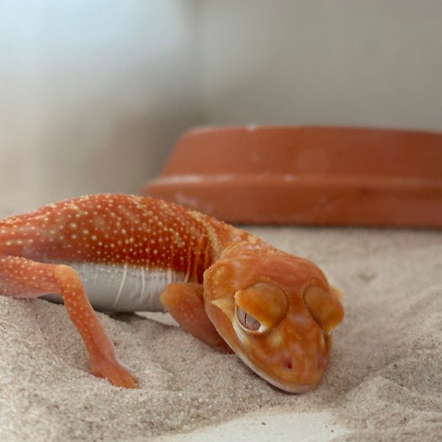 정글