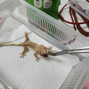 릴리100%헷아잔틱