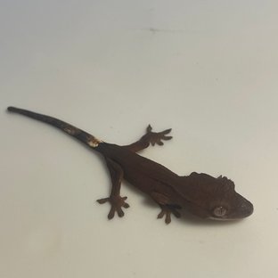 챠콜 패턴리스