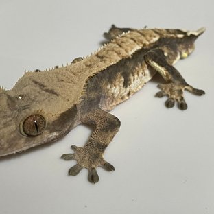 트라이