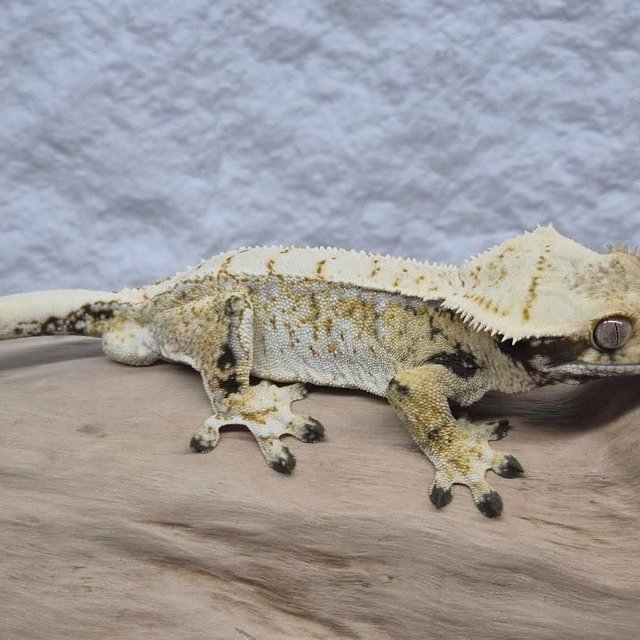 노멀 트라이 드리피 익스트림할리퀸