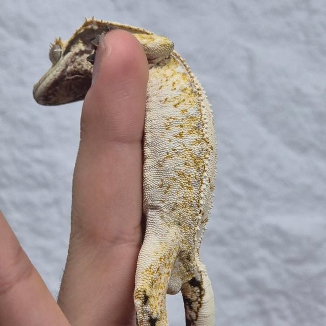 노멀 트라이 드리피 익스트림할리퀸