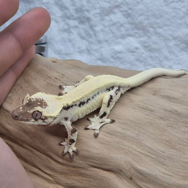 릴리 세이블 세이블 릴리화이트