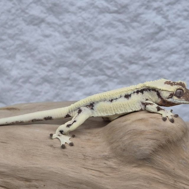 릴리 세이블 세이블 릴리화이트