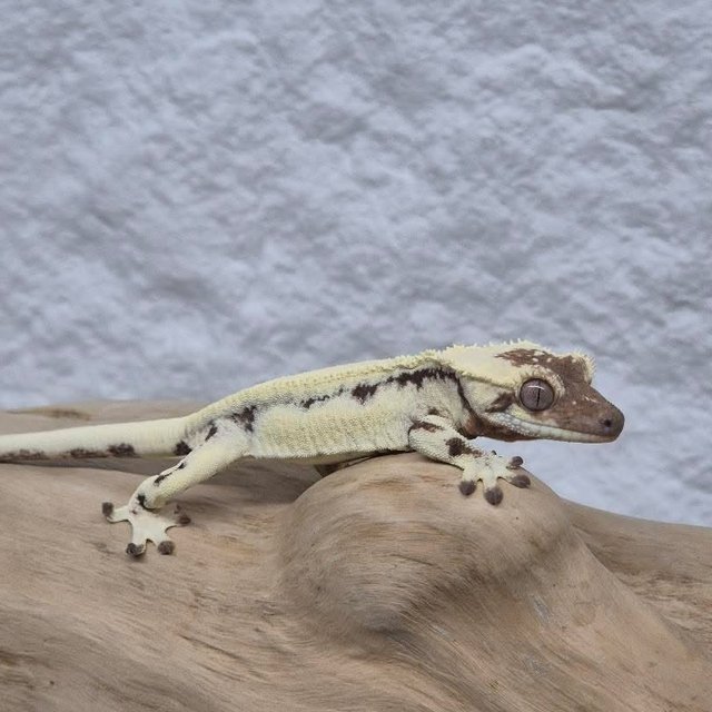 릴리 세이블 세이블 릴리화이트