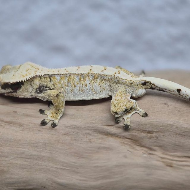 노멀 트라이 드리피 익스트림할리퀸