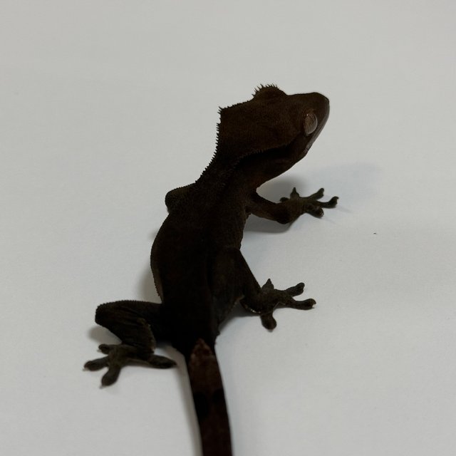 챠콜 팬텀 카푸치노