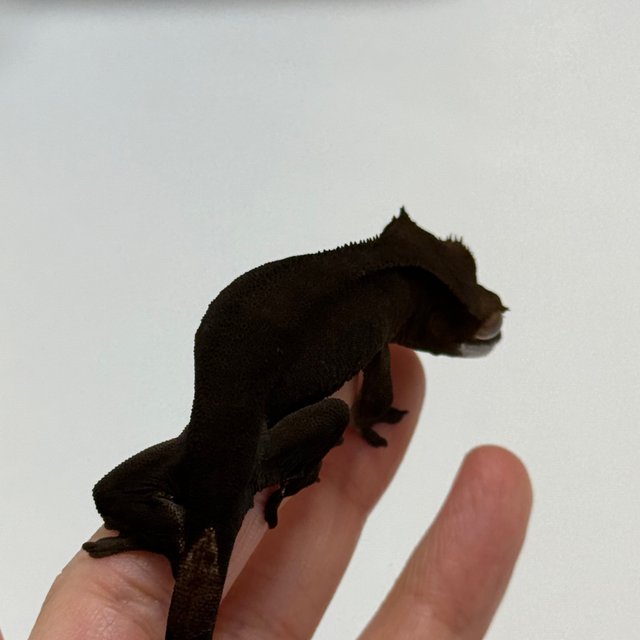 챠콜 팬텀 카푸치노