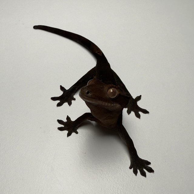 챠콜 팬텀 카푸치노