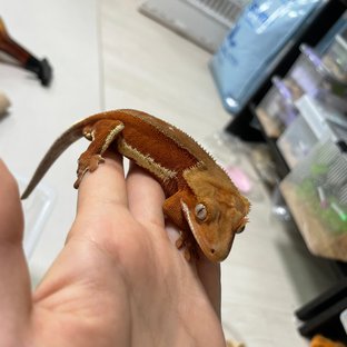 릴리화이트 팬텀 레드