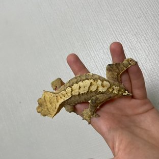 크림시클