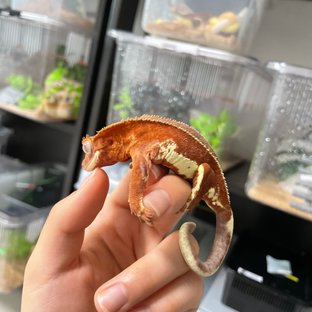 릴리화이트 팬텀 레드