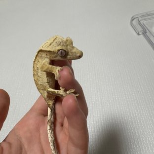 크림시클