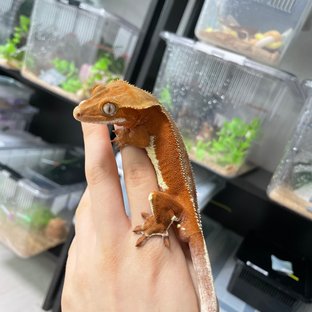 레드 팬텀 릴리화이트