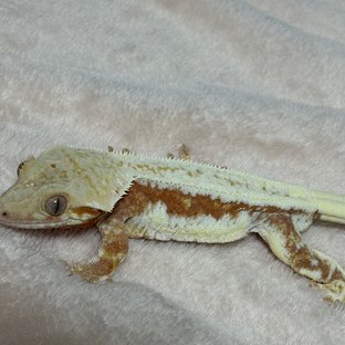 릴리화이트 레드